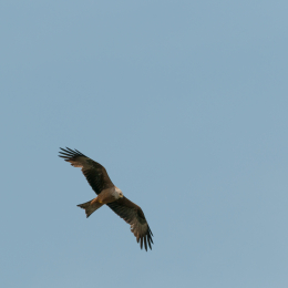Reinheimer-Teich_20160710_037
