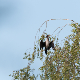 Reinheimer-Teich_20160710_005