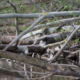 Reinheimer_Teich_20160717_388