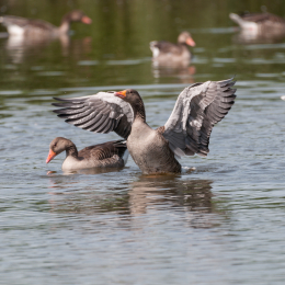 Reinheimer-Teich_20160710_022