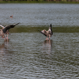 Reinheimer-Teich_20160710_026