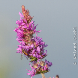 Reinheimer-Teich_20160710_009