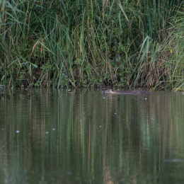 Reinheimer_Teich_20160717_735