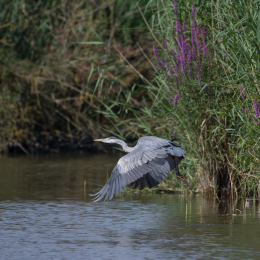 Reinheimer_Teich_20160717_952