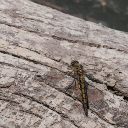 Reinheimer-Teich_20160710_042