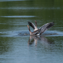 Reinheimer-Teich_20160710_032