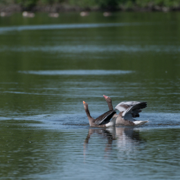 Reinheimer-Teich_20160710_033