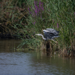 Reinheimer_Teich_20160717_951