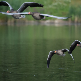 Reinheimer_Teich_20160717_731