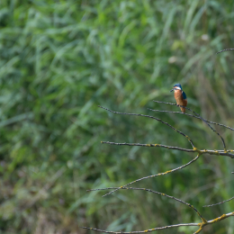 Reinheimer_Teich_20160717_1003