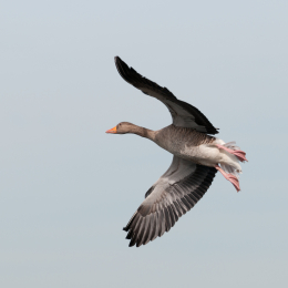 Reinheimer-Teich_20160710_012