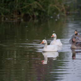 Reinheimer_Teich_20160717_105