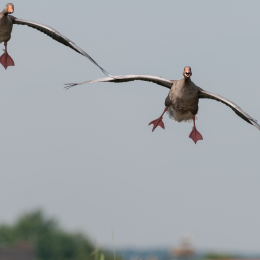 Reinheimer-Teich_20160710_018