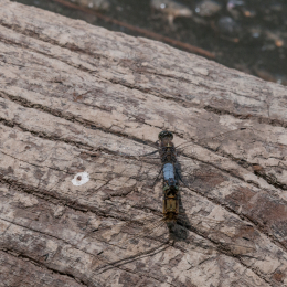 Reinheimer-Teich_20160710_041