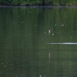 Reinheimer_Teich_20160717_371