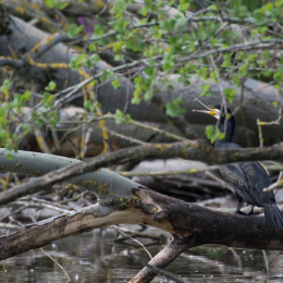 Reinheimer_Teich_20160717_762