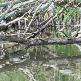 Reinheimer-Teich_20160710_010