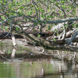 Reinheimer-Teich_20160710_001
