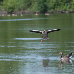 Reinheimer-Teich_20160710_029