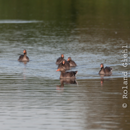 Reinheimer-Teich_20160710_015