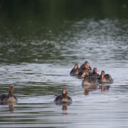 Reinheimer_Teich_20160717_279