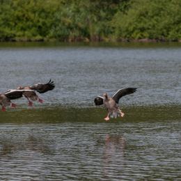 Reinheimer-Teich_20160710_025