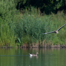 Reinheimer-Teich_20160710_002