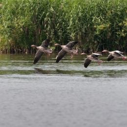Reinheimer-Teich_20160710_036