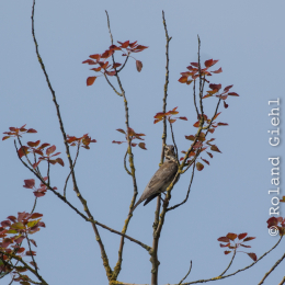 Reinheimer_Teich_20160717_851
