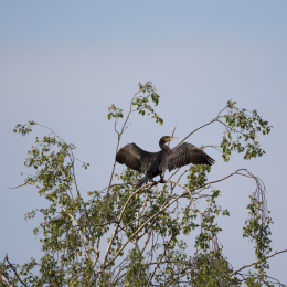 Reinheimer_Teich_20160717_556