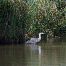 Reinheimer_Teich_20160717_938