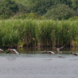 Reinheimer-Teich_20160710_035