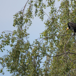 Reinheimer_Teich_20160717_660