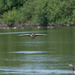 Reinheimer-Teich_20160710_028