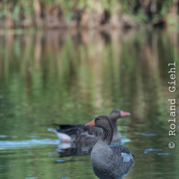 Reinheimer-Teich_20160710_004