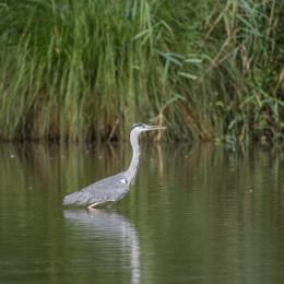Reinheimer_Teich_20160717_793