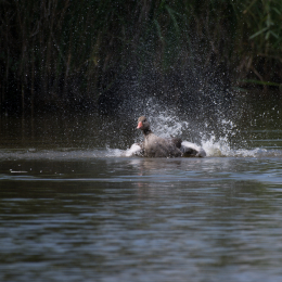 Reinheimer_Teich_20160717_1063