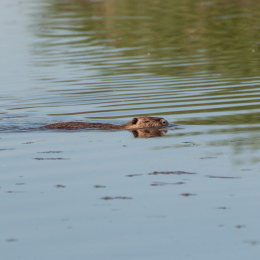 Reinheimer-Teich_20160710_008