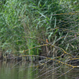 Reinheimer_Teich_20160717_976-2