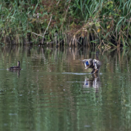 Reinheimer_Teich_20160717_581