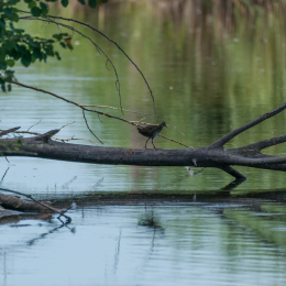 Reinheimer-Teich_20160710_017