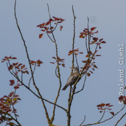 Reinheimer_Teich_20160717_860