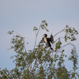 Reinheimer_Teich_20160717_523
