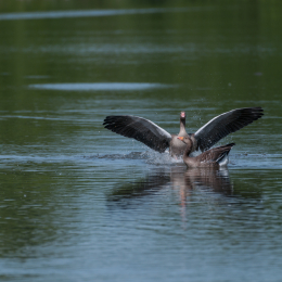 Reinheimer-Teich_20160710_031