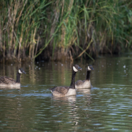 Reinheimer_Teich_20160717_576