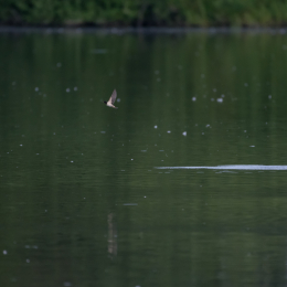 Reinheimer_Teich_20160717_372