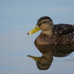 Reinheimer_Teich_20160717_312