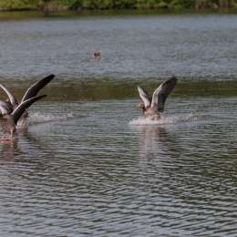 Reinheimer-Teich_20160710_027