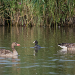 Reinheimer_Teich_20160717_654