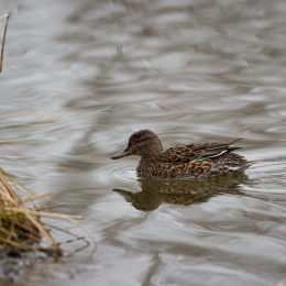 Reinheimer_Teich_20210322_0009